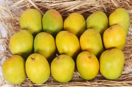Alphonso Mango Image 1