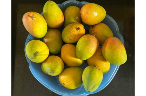 Alphonso Mango Image 2