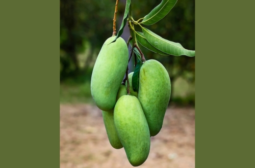 Alphonso Mango Image 3