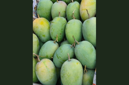 Alphonso Mango Image 1