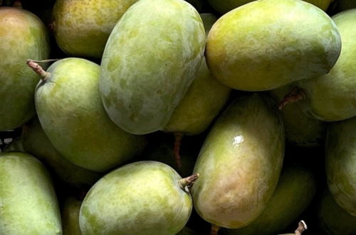 Alphonso Mango Image 2