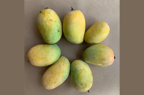 Alphonso Mango Image 3