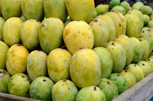 Alphonso Mango Image 1