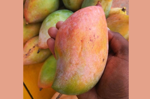 Alphonso Mango Image 1