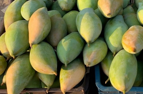 Alphonso Mango Image 2