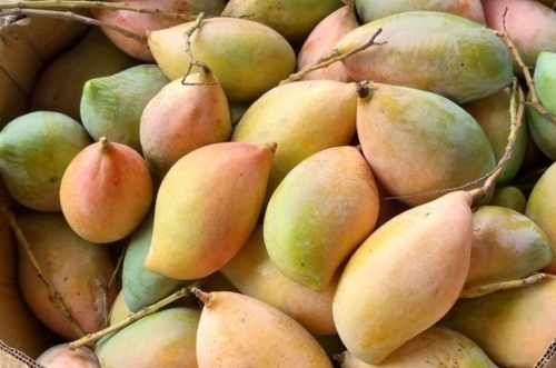 Alphonso Mango Image 3